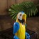 Souvenir "parrot" hanging paws, wood 4,5x9x24 cm