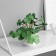 Bonsai in the pot "Painting Pelargonium Lux" (soft sheet) 9x6 cm, mix