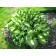 Khosta Wavy unit, C2 pot, H10-50 height, 1 pc, summer 2024