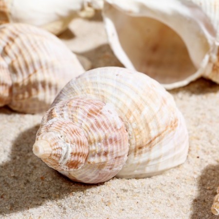 Set of shells Horse Conch, 100 g-2