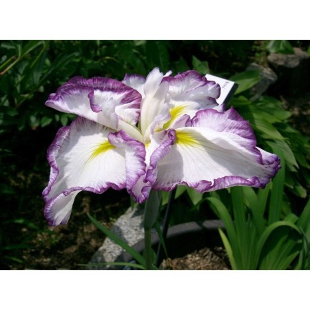 Iris Japanese light et Don, rr I, 1 pc, spring 2025