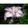 Iris Japanese light et Don, rr I, 1 pc, spring 2025