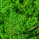 The moss stabilized "light green" 500 gr (+-5 gr).