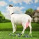 Garden figure "Small goat" 44x41x18 cm