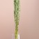 Set of dried flowers "Raigrace", banch 21 pcs, length 60 (+/- 6 cm), green