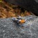 Koshelki souvenir "Mouse with a spoon", brass, amber, 1x2.5x0.3 cm