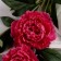 Artificial flowers "Beverly luxury" 60 cm, bright pink