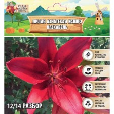 Лилия Азиатская Кашпо "Cascavel", р-р 12/14, 2 шт, Весна 2024