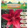 Lilia Asian Kashpo "Cascavel", rr 12/14, 2 pcs, spring 2024