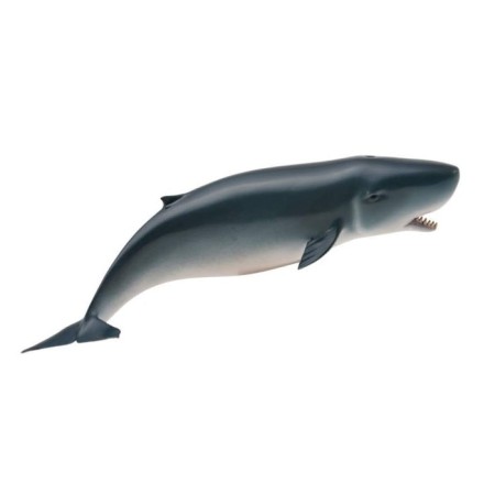 Detailed figure "Dwarf sperm whale", m