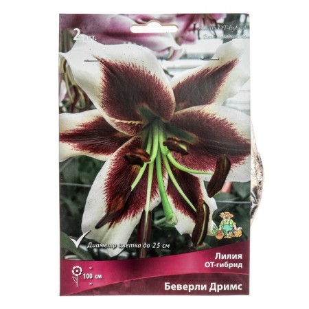Lilies from hybrids Beverly Dreams, 14/16 rr, 2 pcs. 100 h (cm), autumn 2024