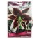 Lilies from hybrids Beverly Dreams, 14/16 rr, 2 pcs. 100 h (cm), autumn 2024