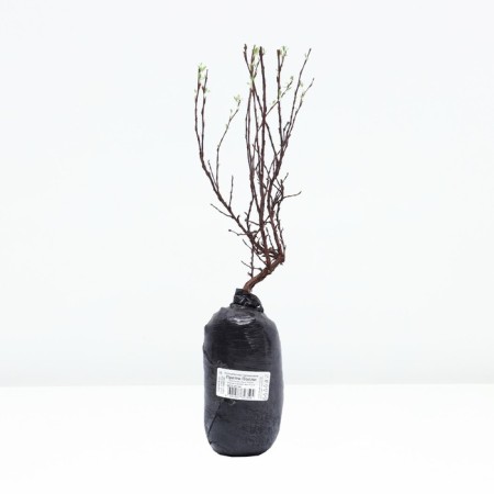 Bunch of shrub "Pretty Polly", tube, 1 pc, spring 2025-2