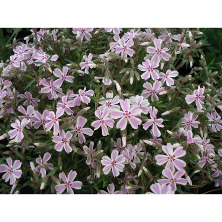 Flox Shilled Candy Hasperaps, C2 pot, H10-50 height, 1 pc, summer 2024