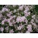 Flox Shilled Candy Hasperaps, C2 pot, H10-50 height, 1 pc, summer 2024