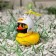 Duck with propeller, yellow color, lamb