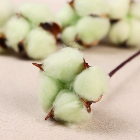 Sukhotzet "Cotton" D-5 cm 30 cm, green-1