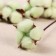 Sukhotzet "Cotton" D-5 cm 30 cm, green