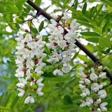 White Acacia (Runia) 