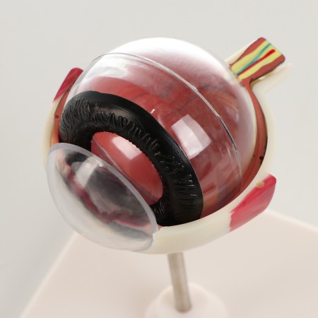 Madame "Eye of a Human" isolate 17*12*12cm-4