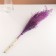 A set of dried flowers "Miscantus", a ban 3-5 pcs, length 60 (+/- 6 cm), purple