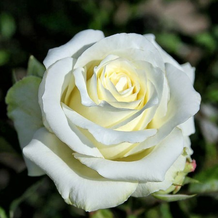 Savor Rose "Aisland", tube, spring 2025