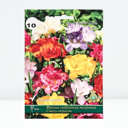 Freesia hybrid terry mixture of colors, rr 5/6, 5 pcs, spring 2025-3