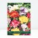 Freesia hybrid terry mixture of colors, rr 5/6, 5 pcs, spring 2025