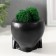 Kashpo concrete "Seek Skull" with moss 7x10 cm black (moss green stabilized)