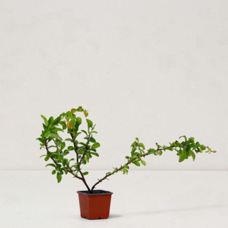 Seaver Henomeles/Aiva Middle "Pink Trail", P9 pot, summer 2024-1
