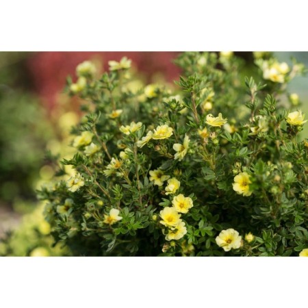 Lapceta shrubby Lemon Merenga, C3 pot, H10-50 height, 1 pc, summer 2024