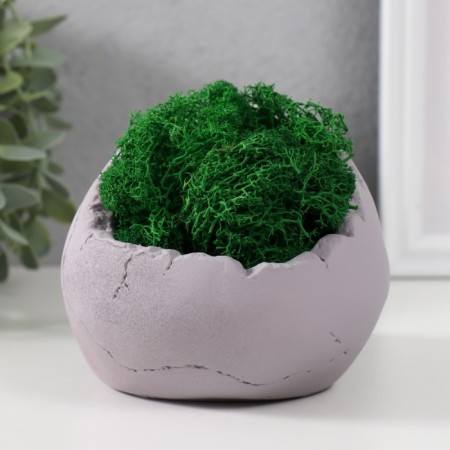 Kashpo concrete "skull" height 10 cm gray with moss (moss green stabilized)-2