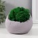 Kashpo concrete "skull" height 10 cm gray with moss (moss green stabilized)
