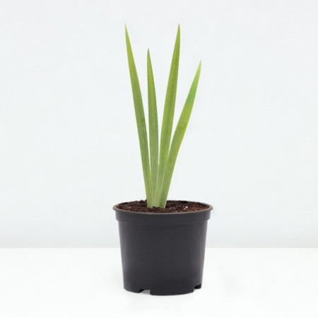 Iris Borogue Inglesh Cottage, C2 pot, 1 pc, summer 2024-1