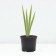 Iris Borogue Inglesh Cottage, C2 pot, 1 pc, summer 2024
