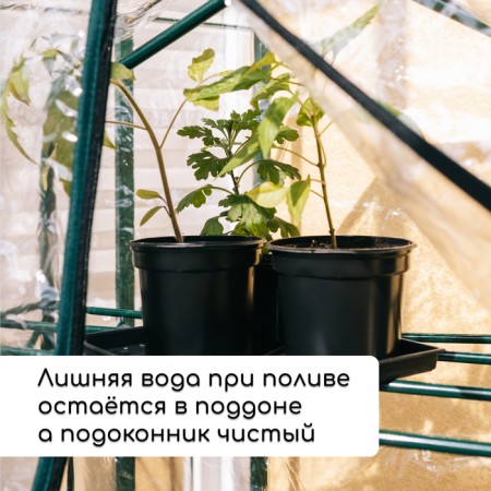 Set for seedlings: glasses of 520 ml (8 pcs), pan 40 × 30 cm, black, Greengo-5