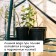 Set for seedlings: glasses of 520 ml (8 pcs), pan 40 × 30 cm, black, Greengo