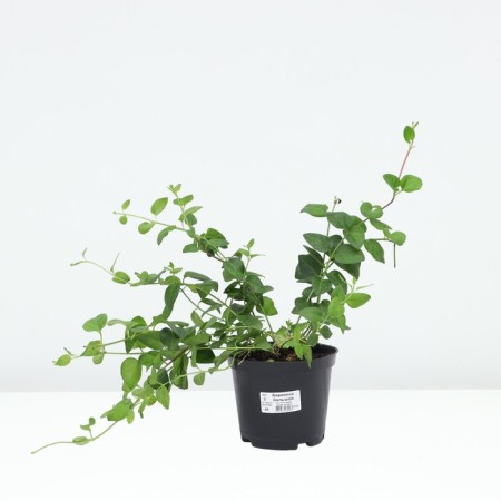 Barvinok is large, c1.5 pot, 1 pc, summer 2024-2