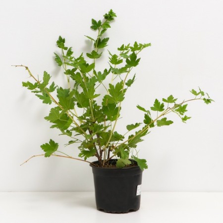 Gooseberries Kolobok, s2 pot, n20-40 height, 1 pc, summer 2024-1