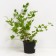 Gooseberries Kolobok, s2 pot, n20-40 height, 1 pc, summer 2024