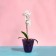 Pot for orchids, 2.5 l, 16.4 × 18.5 cm, plastic, transparent purple