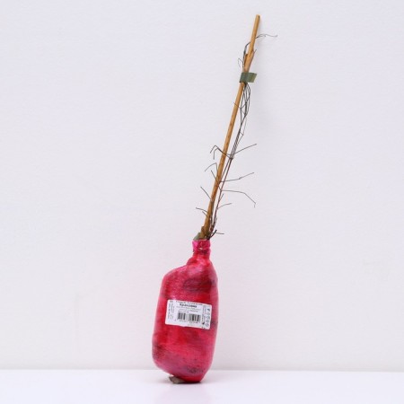 Clematis botanical suite "Krakowyak", 1 pc, tube, spring 2024-2