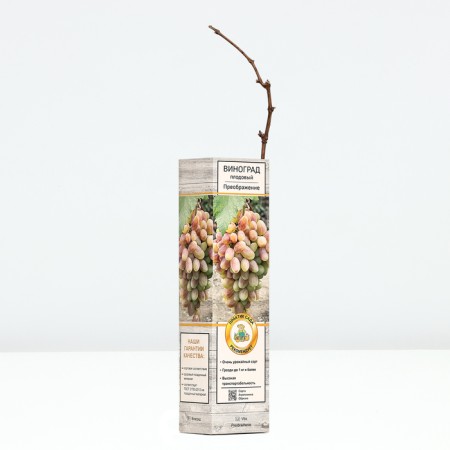 Fruit grapes "transformation", tube, 1 pc, spring 2024-1