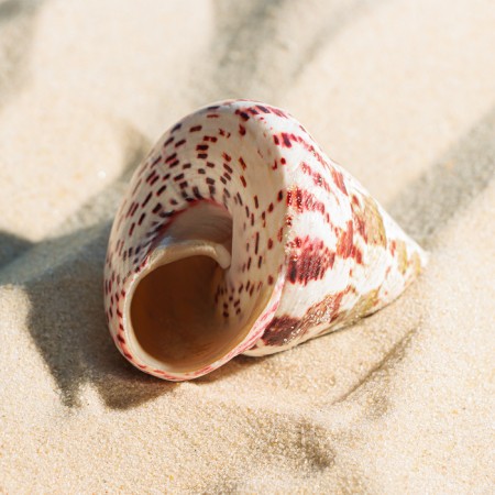Decorative polished shell, 3-5 cm