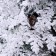 Christmas tree "snowy elite" with cones (mixed branches) 180 cm d of the lower tier 120 cm 350 branches