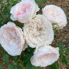 Seedling rose 