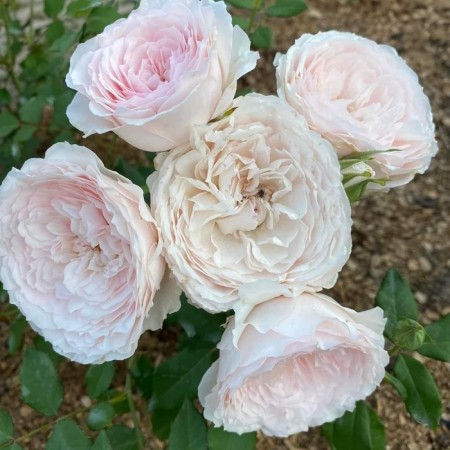 Seedling rose "Misaki", tube, spring 2025