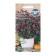 Spice Seeds "Mayran Mardakush" 0.1
