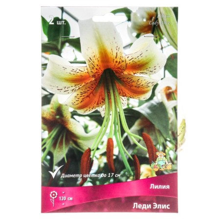 Lilies Vidniy Lady Alice, 14/16 rr, 2 pcs. 120 h (cm), autumn 2024