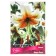 Lilies Vidniy Lady Alice, 14/16 rr, 2 pcs. 120 h (cm), autumn 2024